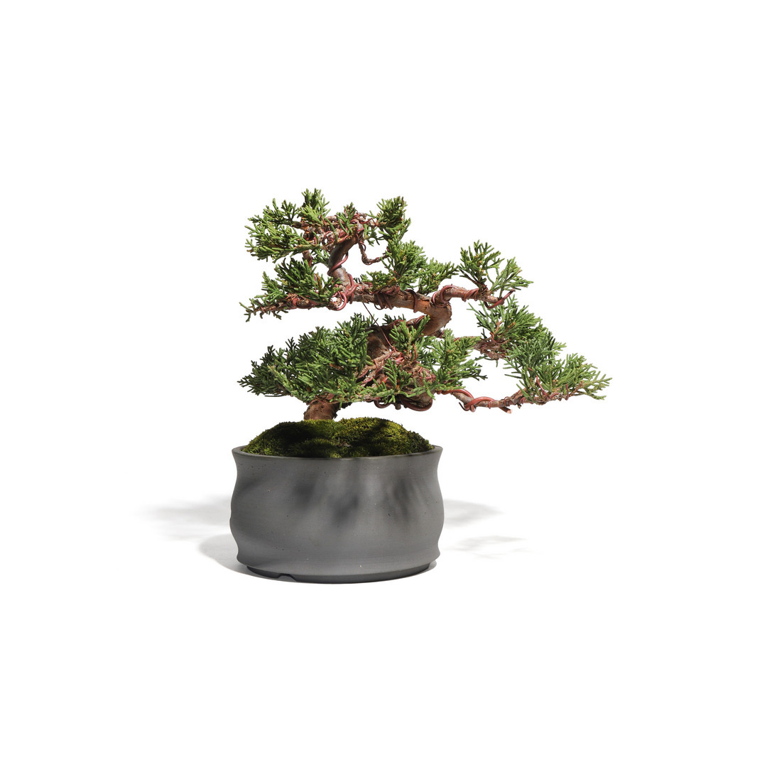 真柏 -Japanese Juniper- （推定樹齢30年）-M0005-｜TRADMAN'S BONSAI